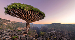 Dixam Plateau