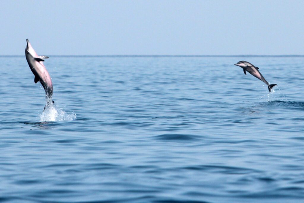 Dolphins Gulf