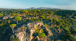 Fermhin Forest